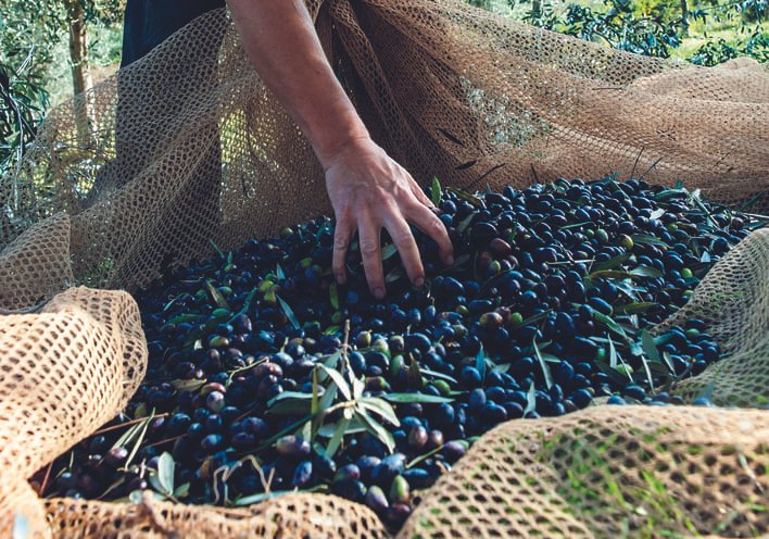 Raccolta olive - Foto di R. Monasterio